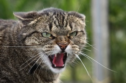 У столиці почастішали напади домашніх котів на своїх господарів