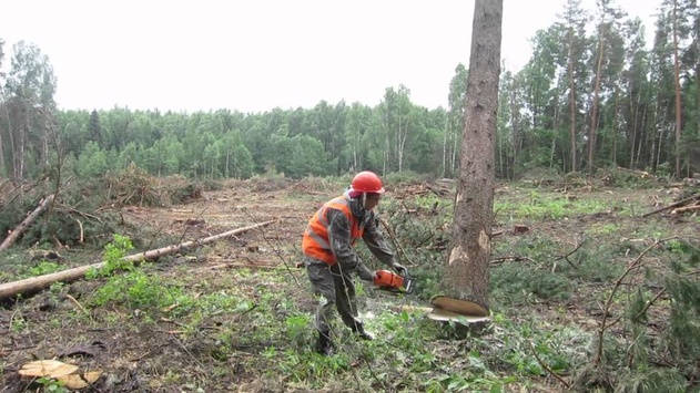 Під час незаконної вирубки лісу на Закарпатті дерево вбило чоловіка