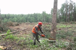 Під час незаконної вирубки лісу на Закарпатті дерево вбило чоловіка