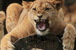 У Чернігівській області циркова левиця напала на людину