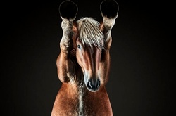 Под конём: невероятная фотоссессия литовского фотографа Андриуса Бурбы