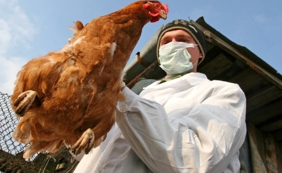 ЄС і ще 8 країн заборонили ввезення української птиці через пташиний грип