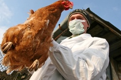 Пташиний грип