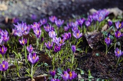 Шафранові поля: під Мукачевим масово розквітла червонокнижна рослина