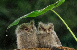 У вихідні погода не зміниться – буде прохолодно і дощитиме