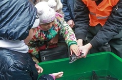 У Дніпро випустять п'ять тонн «золотої рибки»