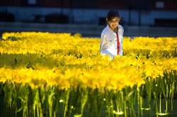 Невероятная инсталляция из нарциссов, посвящённая работницам хосписов