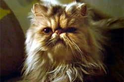 Важность интернета доказали в рекламе о скучных котах и унылых мужьях