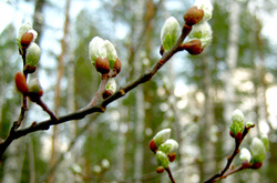 Сьогодні в Україні потеплішає до +15 