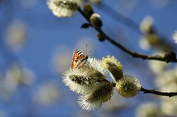 У середу в Україні буде сонячно і тепло: повітря прогріється до +18