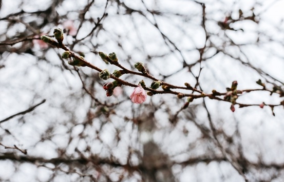 Майже весна: на Закарпатті зацвіла сакура-рекордсменка (фото)