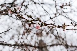 Майже весна: на Закарпатті зацвіла сакура-рекордсменка (фото)