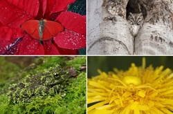 20 неподражаемых гениев маскировки в мире живой природы 