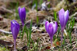 Весна в Україні