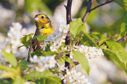 З понеділка в Україну повернеться тепло