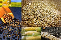 Продукти, на ввезення яких Туреччина ввела мито