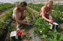 Українські заробітчани, які працювали у Польщі, хочуть туди повернутися знову (опитування)