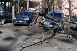 У столиці дерево впало на автомобілі