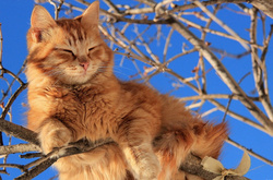 На середу синоптики обіцяють весняне тепло