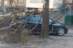 У Києві біля дитячого майданчика впало дерево: розтрощено автівку