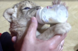 Кошачье пополнение: в Бердянске две львицы родили львят