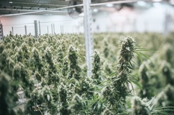 Верховний суд Аргентини виключив з числа кримінально караних злочинів споживання марихуани