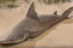 В Австралии посреди дороги нашли акулу в луже