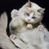 «Кошачье фортепьяно»: короткометражка по мотивам истории о несчастных кошках