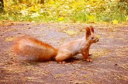 На два з половиною місяці в Києві запроваджують «сезон тиші»