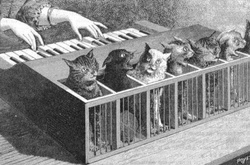 «Кошачье фортепьяно»: короткометражка по мотивам истории о несчастных кошках