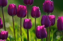 В Милане расцвела  долина тюльпанов 