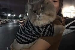 Огромный пушистый кот из Таиланда стал звездой Instagram