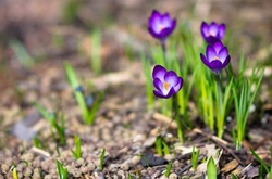 З понеділка у Київ прийде літнє тепло