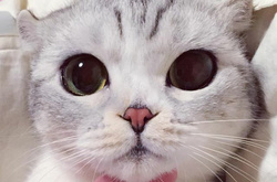 Невероятно милая японская кошка с огромными глазами взорвала соцсети