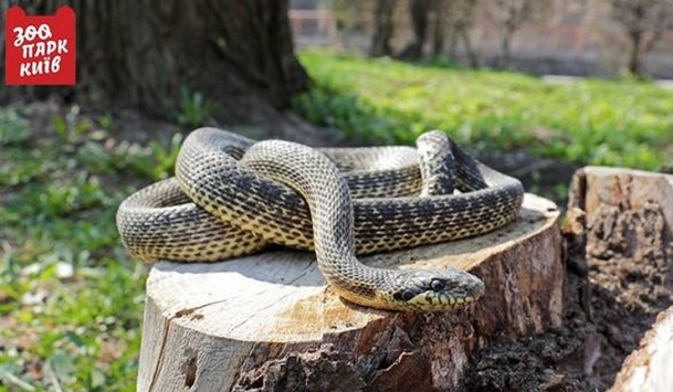 У Києві на дитячому майданчику знайшли рідкісну змію