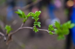 4 квітня у Києві виявилось першим літнім днем у 2017 році