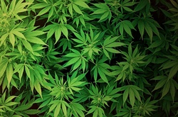 У Кіровоградській області правоохоронці вилучили в банди п'ять тонн марихуани