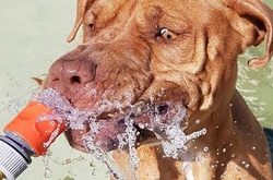 Мокрые и смешные: фотографии домашних питомцев, которые принимают ванну