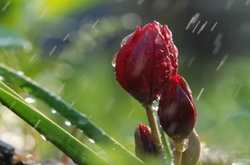 Дощі в Україні