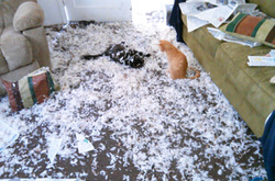 Этих животных оставили дома одних, и вот что получилось