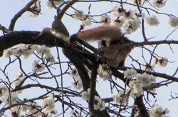 Абрикосовий цвіт на початку квітня