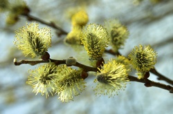 Цвітіння верби