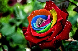 Топ-9 самых дорогих цветов в мире