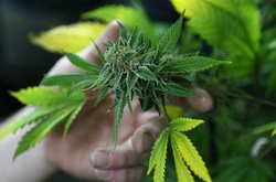 В Уругваї можна буде придбати марихуану в аптеці