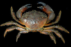 На Херсонщині затримали браконьєрів з уловом крабів на майже 24 млн грн