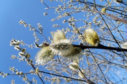 У Вербну неділю очікується дощ з мокрим снігом
