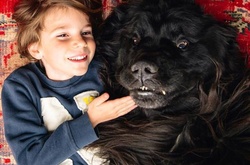 Приключения маленького Джулиана и его огромных друзей-ньюфаундлендов  в фотографиях Сташи Беккер