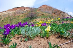 Пришла весна: в Одесской области расцвели дикие ирисы и порхают краснокнижные бабочки