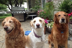 Дома, похожие на псарни: когда у вас много четвероногих друзей