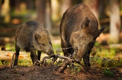 На Одещині зафіксували спалах АЧС серед диких кабанів